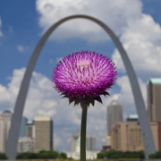 Thistle and the Arch