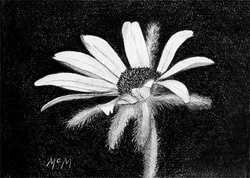 Daisy by Garry McMichael