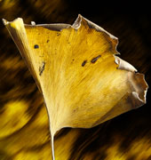 Gingko Leaf by Garry McMichael