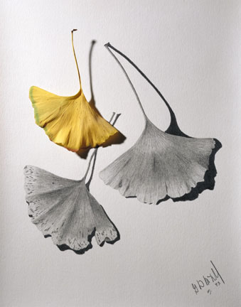 Gingko Leaves by Garry McMichael